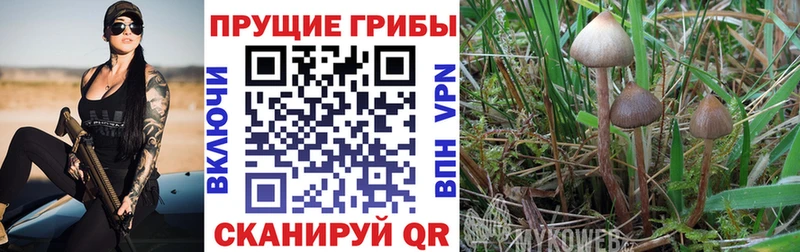 продажа наркотиков  Костомукша  Галлюциногенные грибы Magic Shrooms 